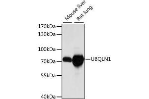 Western blot analysis of extracts of various cell lines, using UBQLN1 antibody (ABIN7271122) at 1:1000 dilution. (Ubiquilin 1 antibody  (AA 480-540))