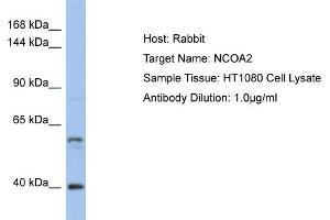 Host: Rabbit Target Name: NCOA2 Sample Type: HT1080 Whole Cell lysates Antibody Dilution: 1.
