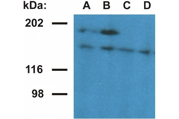 Ubinuclein 1 anticorps  (AA 1-190)