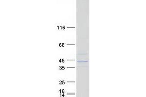 Western Blotting (WB) image for UDP-Gal:betaGlcNAc beta 1,4- Galactosyltransferase, Polypeptide 4 (B4GALT4) (Transcript Variant 2) protein (Myc-DYKDDDDK Tag) (ABIN2715125)