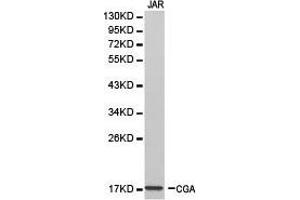 Western Blotting (WB) image for anti-Glycoprotein Hormones, alpha Polypeptide (CGA) antibody (ABIN1871812)