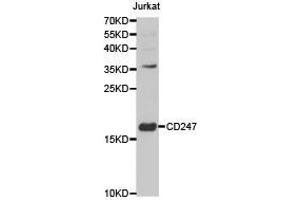 Western Blotting (WB) image for anti-CD247 Molecule (CD247) antibody (ABIN1871602)