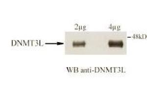 Immunoblotting. (DNMT3L antibody  (AA 152-164))