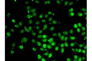 Immunofluorescence analysis of HeLa cells using GABPB1 antibody. (GABPB1 antibody)