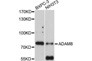 Western blot analysis of extracts of various cell lines, using ADAM8 antibody (ABIN4902838) at 1:1000 dilution.