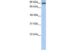 WB Suggested Anti-PCK1 Antibody Titration:  1.