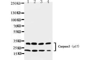 Western blot analysis of Caspase-3 (P17)  using anti- Caspase-3 (P17)  antibody . (Caspase 3 antibody  (N-Term))
