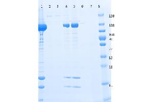 SDS-PAGE of Anti-DYKDDDDK  Affinity Gel. (DYKDDDDK Tag antibody  (Agarose Beads))