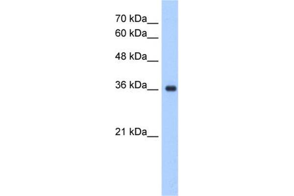ELOVL7 抗体  (N-Term)