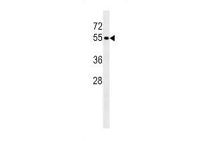 PTPN18 Antibody (C-term) (ABIN1537322 and ABIN2848591) western blot analysis in MDA-M cell line lysates (35 μg/lane). (PTPN18 antibody  (C-Term))