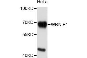 Western blot analysis of extracts of HeLa cells, using WRNIP1 antibody (ABIN5996198) at 1/1000 dilution. (WRNIP1 antibody)