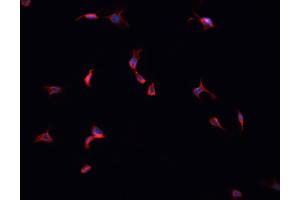 ABIN6269364 staining HepG2 cells by IF/ICC. (ERBB4 antibody  (C-Term))
