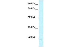 Western Blot showing ARL6IP1 antibody used at a concentration of 1 ug/ml against MCF7 Cell Lysate