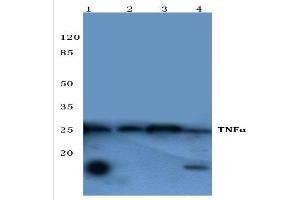Western Blot analysis of TNF-alpha Antibody at 1/500 dilution. (TNF alpha antibody)