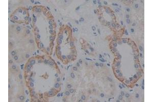 DAB staining on IHC-P; Samples: Human Kidney Tissue (Fibulin 5 antibody  (AA 99-205))