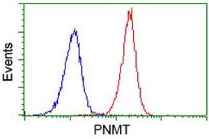 Image no. 2 for anti-Phenylethanolamine N-Methyltransferase (PNMT) antibody (ABIN1500306) (PNMT antibody)