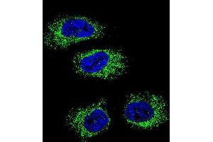 Confocal immunofluorescent analysis of HSP90B1 Antibody (N-term) (ABIN651092 and ABIN2840067) with NCI- cell followed by Alexa Fluor 488-conjugated goat anti-rabbit lgG (green). (GRP94 antibody  (N-Term))