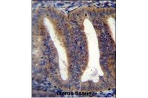 RBS2 Antibody (Center) (ABIN656055 and ABIN2845413) immunohistochemistry analysis in formalin fixed and paraffin embedded human uterus tissue followed by peroxidase conjugation of the secondary antibody and DAB staining. (RBPMS2 antibody  (AA 113-141))