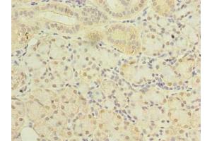 Immunohistochemistry of paraffin-embedded human pancreatic tissue using ABIN7169964 at dilution of 1:100 (SLC38A2 antibody  (AA 1-76))