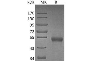 Western Blotting (WB) image for Tumor Necrosis Factor Receptor Superfamily, Member 11b (TNFRSF11B) protein (His tag) (ABIN7320762)