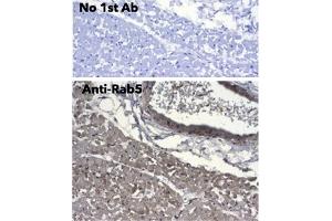 Immunohistochemistry (IHC) image for anti-RAB5A, Member RAS Oncogene Family (RAB5A) (C-Term) antibody (ABIN1440056) (RAB5 antibody  (C-Term))