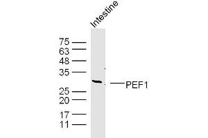 Mouse intestine lysates probed with PEF1 Polyclonal Antibody, unconjugated  at 1:300 overnight at 4°C followed by a conjugated secondary antibody at 1:10000 for 90 minutes at 37°C. (PEF1 antibody  (AA 121-230))