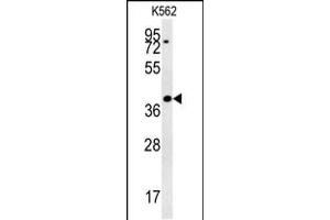 Western blot analysis in K562 cell line lysates (35ug/lane). (DGCR14 antibody  (AA 217-244))