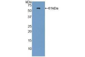 Detection of Recombinant NES, Mouse using Polyclonal Antibody to Nestin (NES) (Nestin antibody  (AA 197-462))