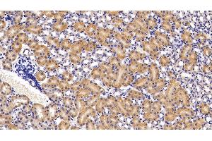 Detection of APOA4 in Mouse Kidney Tissue using Polyclonal Antibody to Apolipoprotein A4 (APOA4) (APOA4 antibody  (AA 299-369))