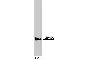 Western Blotting (WB) image for anti-Vesicle Transport through Interaction with t-SNAREs 1A (VTI1A) (AA 114-217) antibody (ABIN968427) (VTI1A antibody  (AA 114-217))