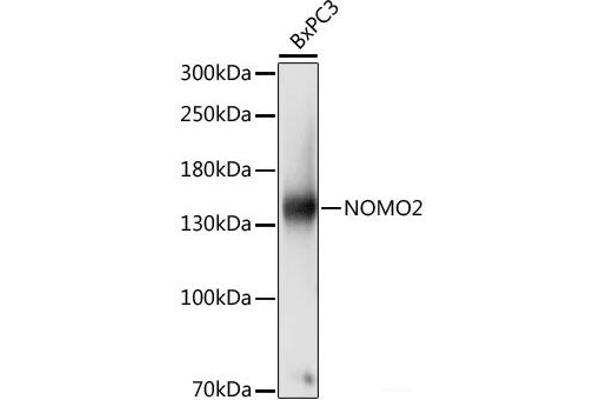 NOMO2 Antikörper