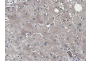 Detection of CNPY2 in Human Liver Tissue using Polyclonal Antibody to Canopy 2 Homolog (CNPY2) (CNPY2/MSAP antibody  (AA 21-182))