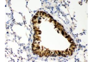IHC testing of FFPE mouse lung with COMT antibody. (COMT antibody  (AA 52-271))