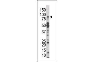 Image no. 1 for anti-Mps1 (TTK) (N-Term) antibody (ABIN360578) (Mps1 antibody  (N-Term))