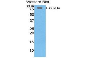 Western Blotting (WB) image for anti-FK506 Binding Protein 5 (FKBP5) (AA 2-457) antibody (ABIN1858896) (FKBP5 antibody  (AA 2-457))