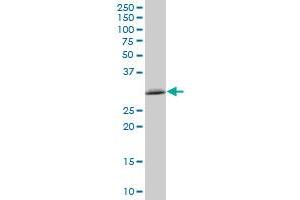 TXNDC MaxPab polyclonal antibody. (TMX1 antibody  (AA 1-280))