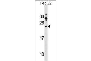 SHISA5 Antibody (Center) (ABIN1538603 and ABIN2849230) western blot analysis in HepG2 cell line lysates (35 μg/lane).