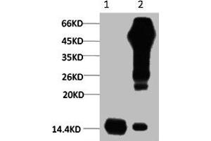 1) Input: Hela Cell Lysate 2) IP product: IP dilute 1:200 (Histone 3 antibody)