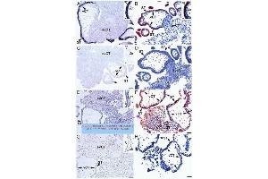 Mouse pancreas stained with anti-AXOR12(375-398) serum (KISS1R antibody  (AA 375-398))