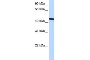 anti-Zinc Finger, C3HC-Type Containing 3 (ZCCHC3) (Middle Region) antibody