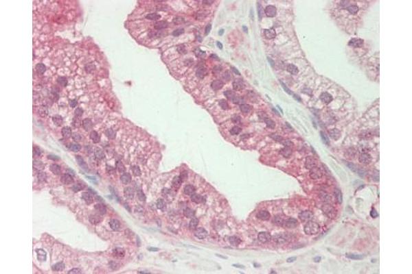 WDFY1 antibody  (AA 42-91)