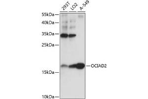 Western blot analysis of extracts of various cell lines, using OCI antibody (ABIN7269077) at 1:1000 dilution. (OCIAD2 antibody  (AA 1-99))