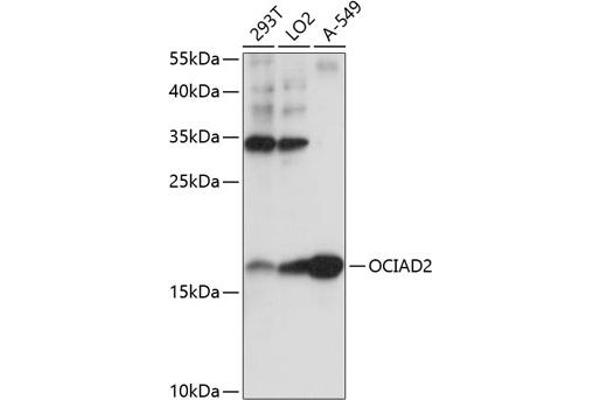 OCIAD2 抗体  (AA 1-99)