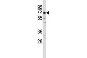 Oct-2 antibody western blot analysis in ZR-75-1 lysate. (Oct-2 antibody  (AA 10-39))
