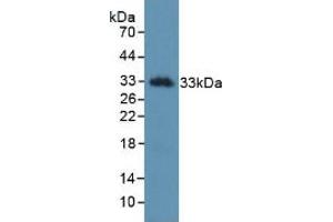 Figure. (Kallikrein 2 antibody  (AA 19-261))