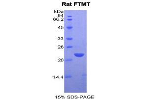 SDS-PAGE (SDS) image for Ferritin, Mitochondrial (FTMT) (AA 65-227) protein (His tag) (ABIN1877396) (Ferritin Mitochondrial Protein (AA 65-227) (His tag))