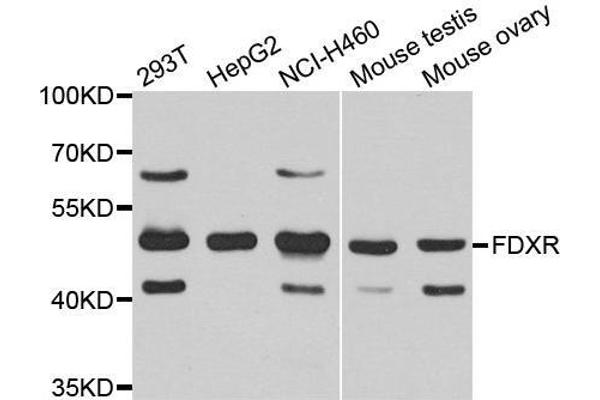 Ferredoxin Reductase antibody  (AA 252-491)