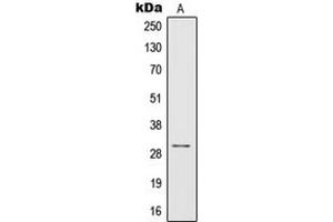 Western blot analysis of IL-1 beta expression in THP1 (A) whole cell lysates. (IL-1 beta antibody  (Center))
