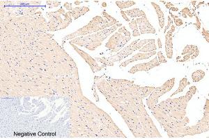 Immunohistochemical analysis of paraffin-embedded rat heart tissue. (EFHD1 antibody)