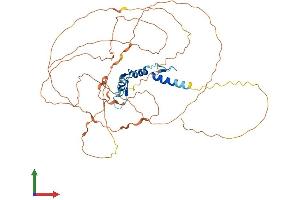 AlphaFold protein structure predicition of Mouse Recombinant Egr2 Protein, UniprotID P08152